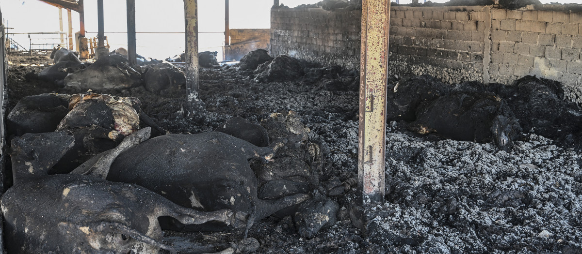 Vacas calcinadas por los incendios en Nea Anchialos, cerca de la ciudad de Volos