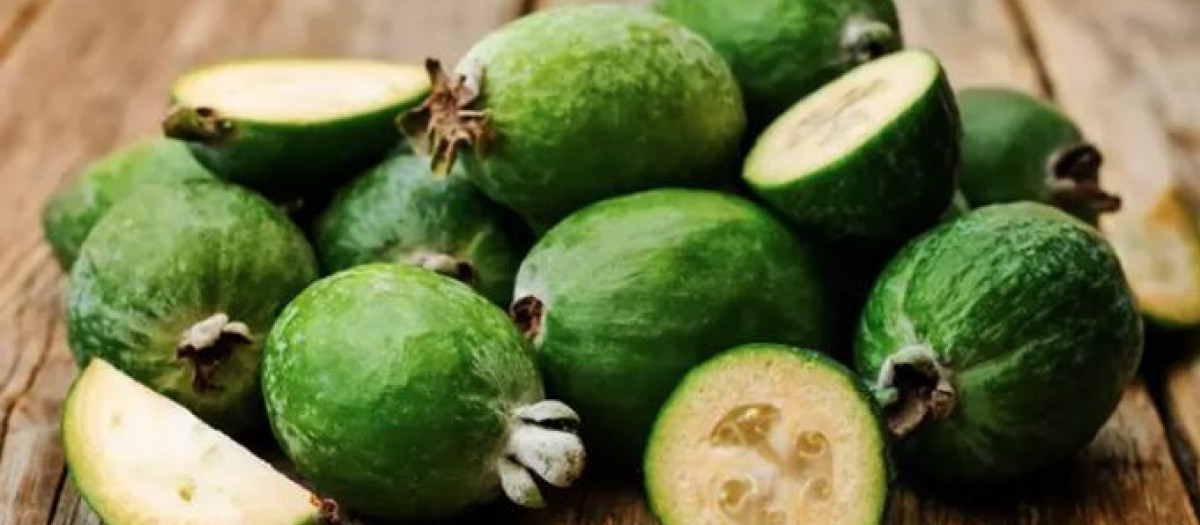 Un estudio a corto plazo realizado en Irán señaló los beneficios de la feijoa para pacientes con diabetes de tipo 2