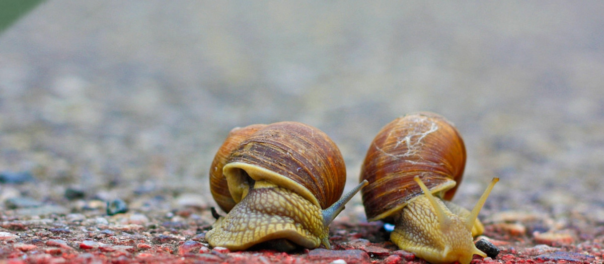 Carrera de caracoles