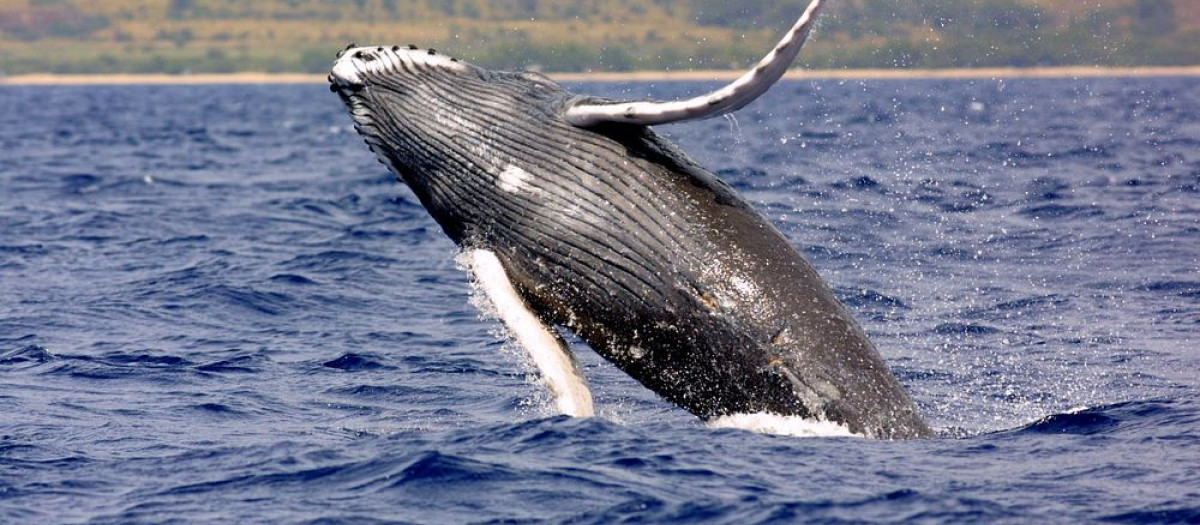 Ballena jorobada

More:

 Original public domain image from <a href="https://commons.wikimedia.org/wiki/File:Humpback_whale_noaa.jpg" target="_blank" rel="noopener noreferrer nofollow">Wikimedia Commons</a>