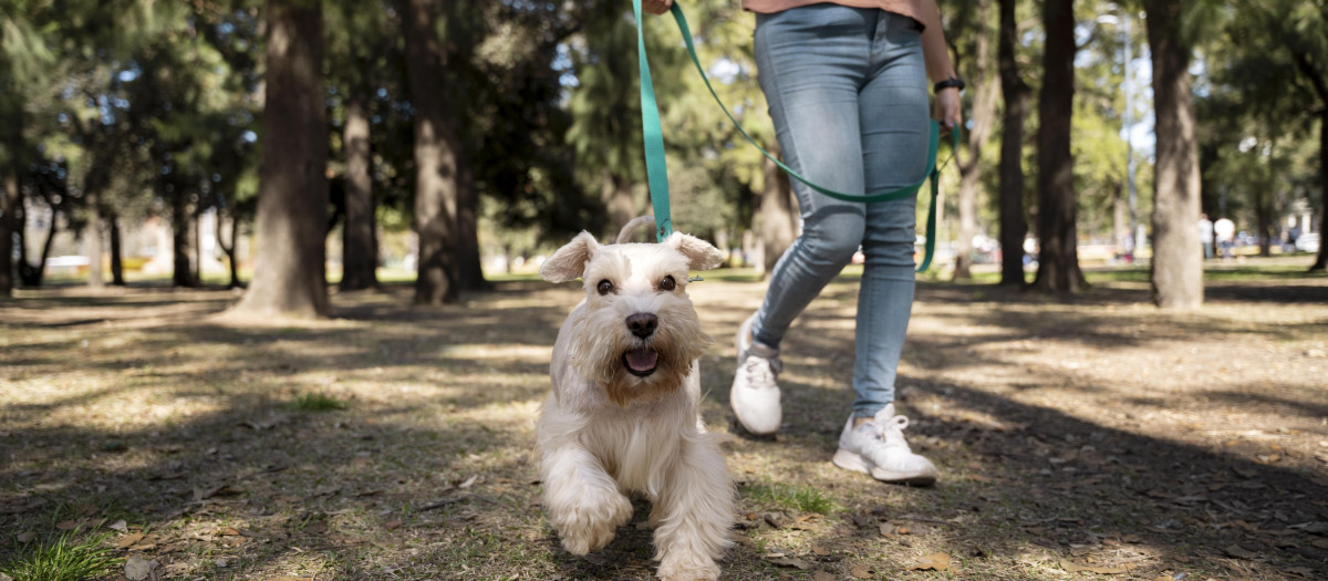 Una mujer pasea a su perro