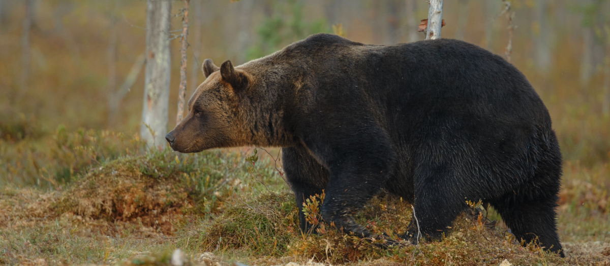 Imagen de archivo de un oso pardo