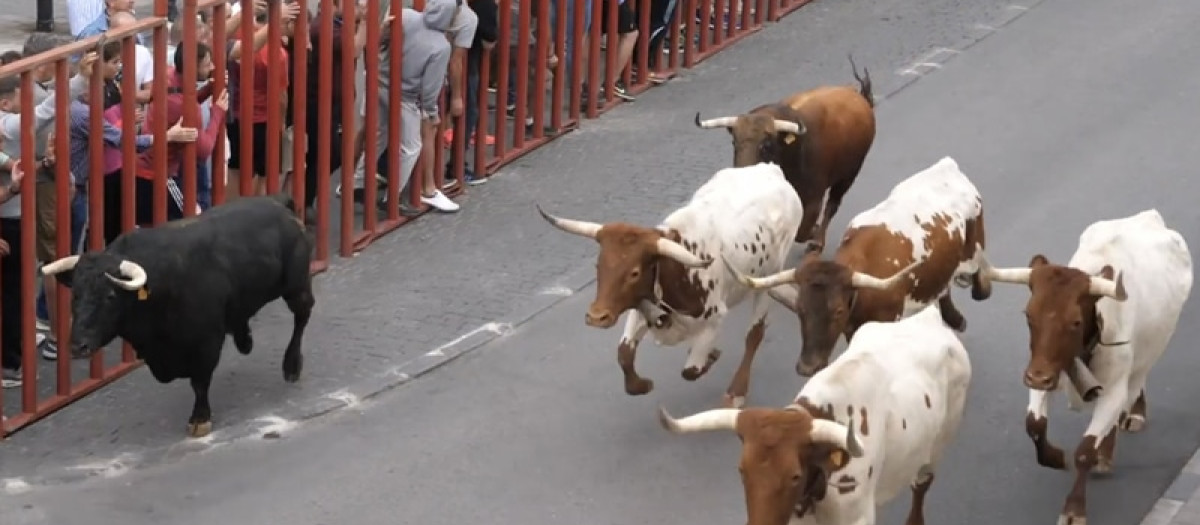 Imagen de uno de los encierros que se celebran en Arganda del Rey