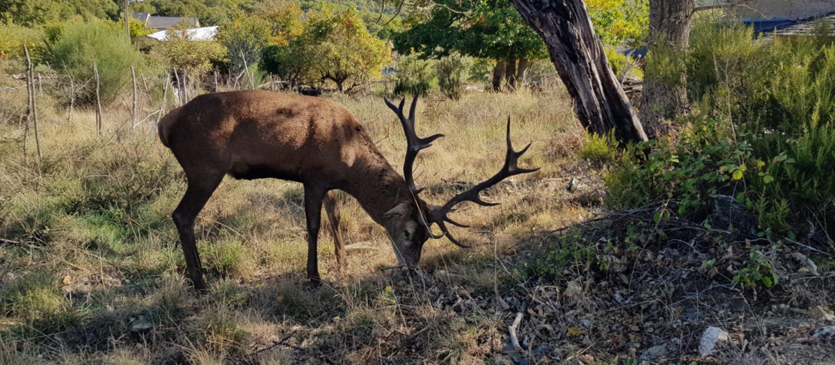 Fotografía que muestra al ciervo Carlitos con su cornamenta de catorce puntas