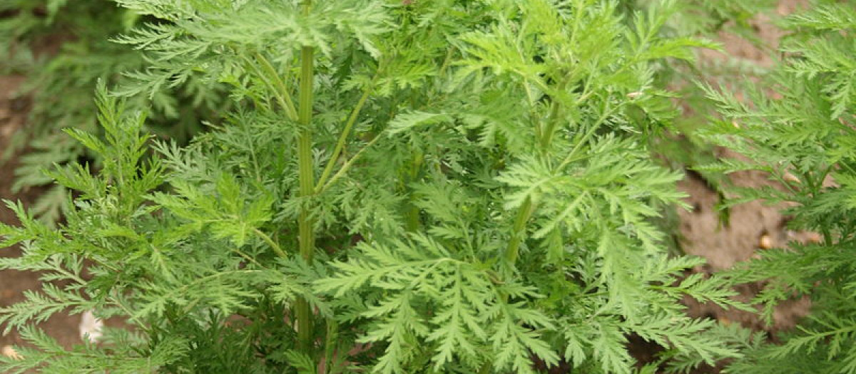 Planta de Artemisia annua