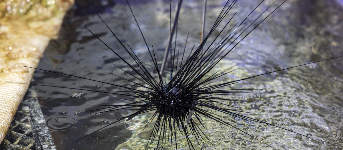 Un erizo de mar Diadema Setosum se encuentra en un acuario en el Instituto Interuniversitario de Ciencias Marinas, en la localidad israelí de Eilat