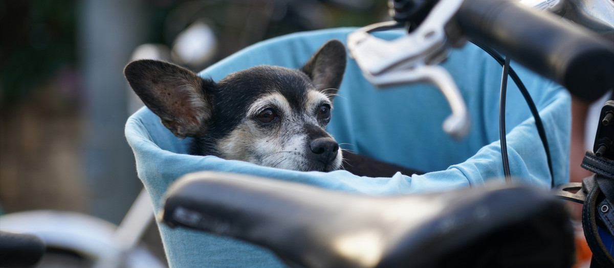 Varias personas pasean sus mascotas por las calles de Madrid