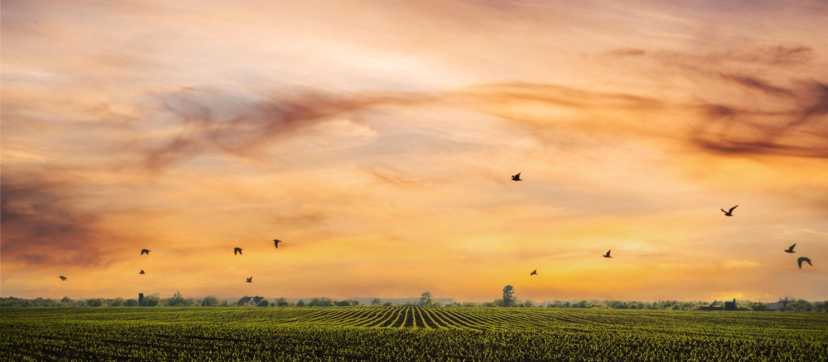 Campos de maíz en Ucrania, uno de los países con mayor producción agrícola.