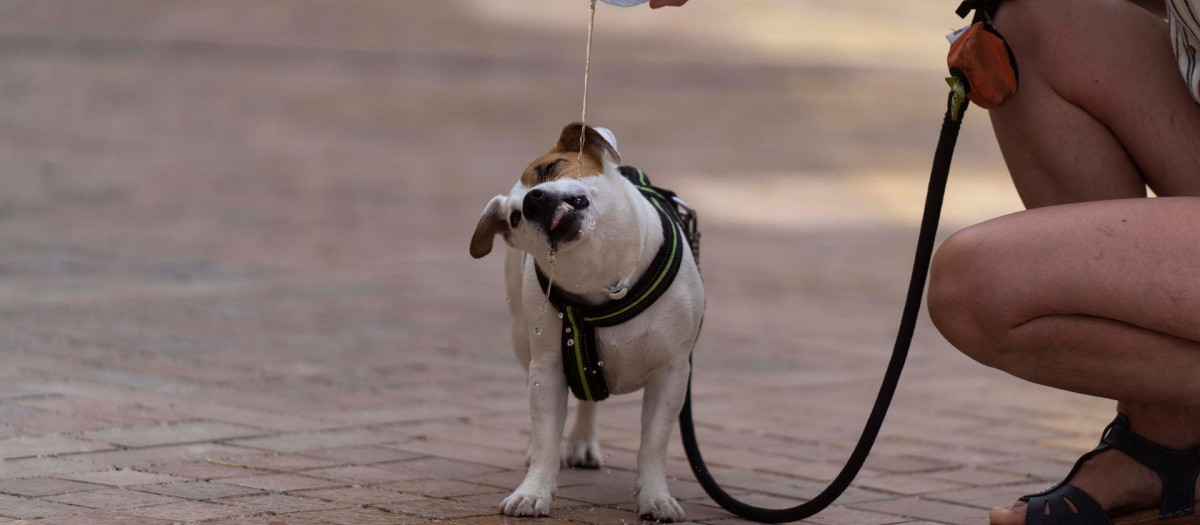 Una persona da de beber agua a su perro en la calle