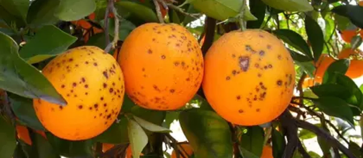 Varias naranjas en un campo alicantino afectadas por las plagas externas.