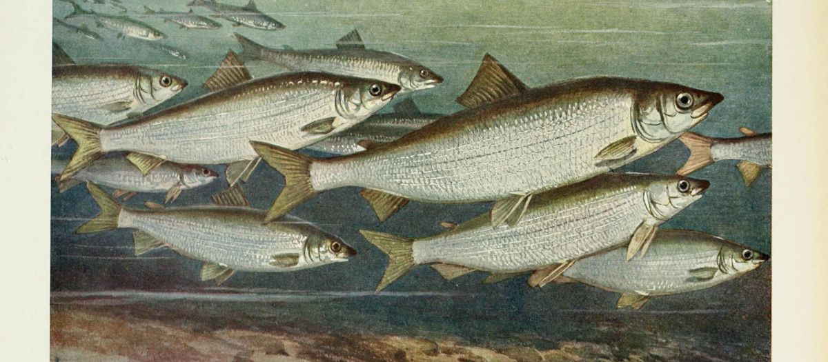 Coregonus oxyrinchus
