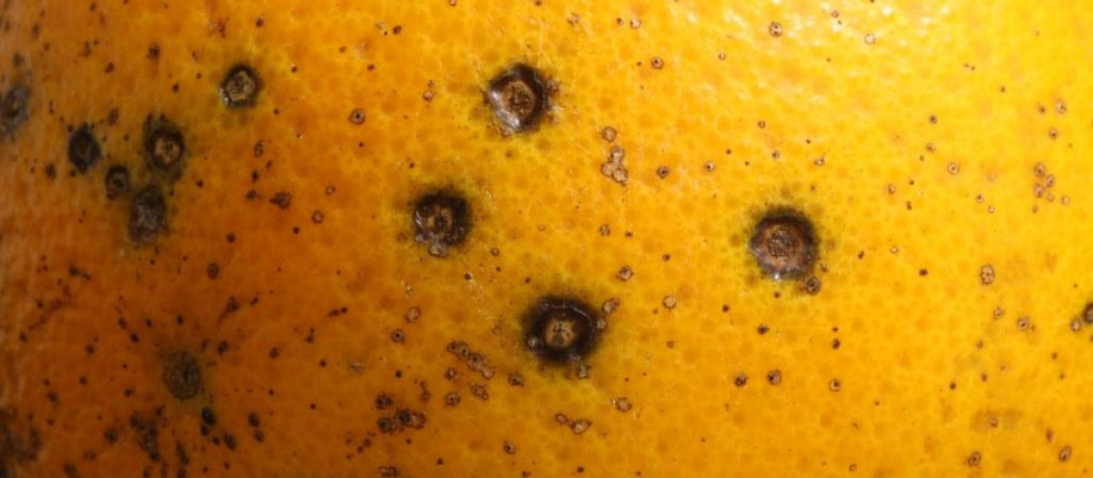 Una naranja infectada con la mancha negra