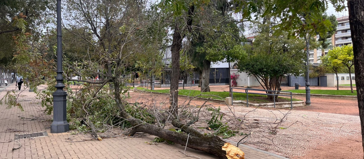 Árbol caído en la Avenida de la Victoria