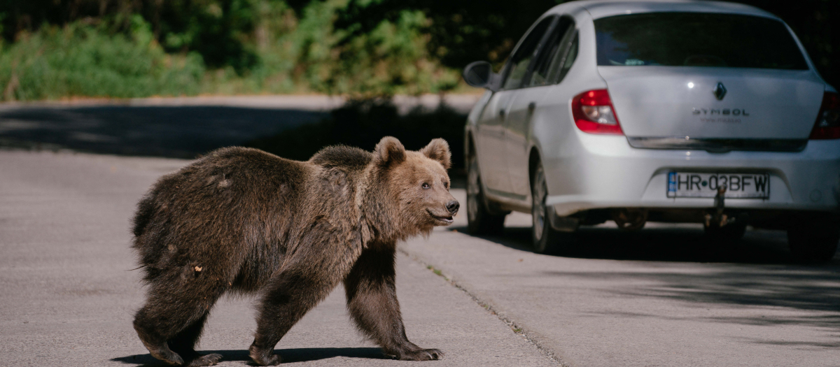 Un oso espera que pasen coches que puedan proporcionarle comida en Rumanía