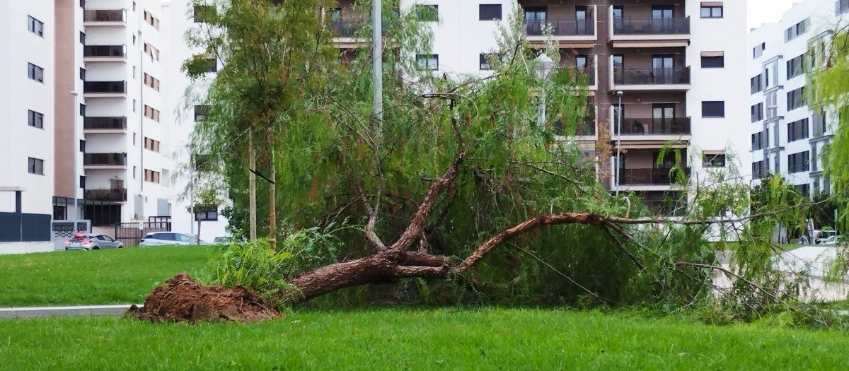 La borrasca Bernard en Córdoba