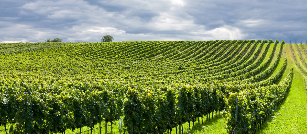 Beautiful rows of grapes before harvesting