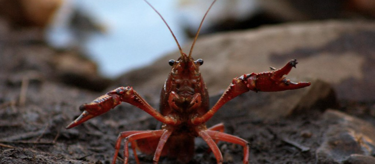 Cangrejo de río americano