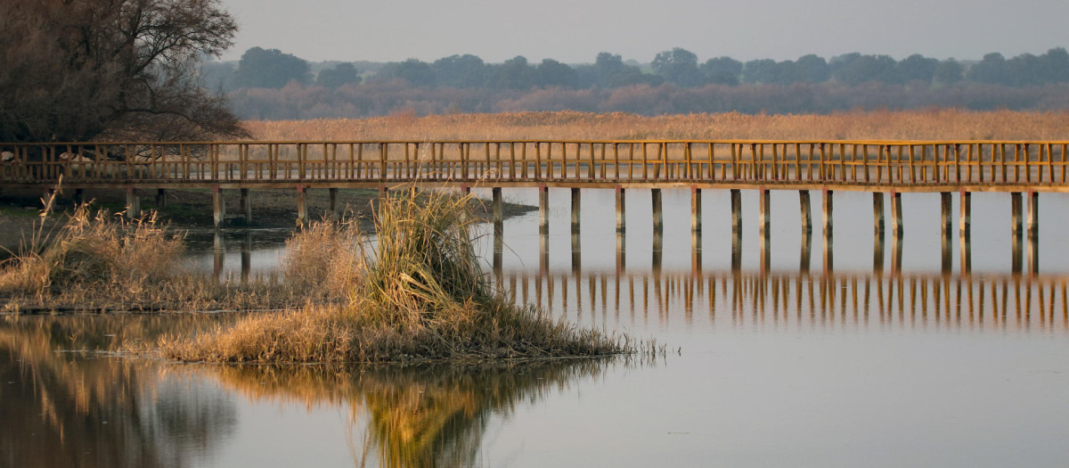 El director del Parque Nacional de Las Tablas de Daimiel, Carlos Ruiz de la Hermosa, ha dado como extinguida el hábitat de la masiega en el parque nacional