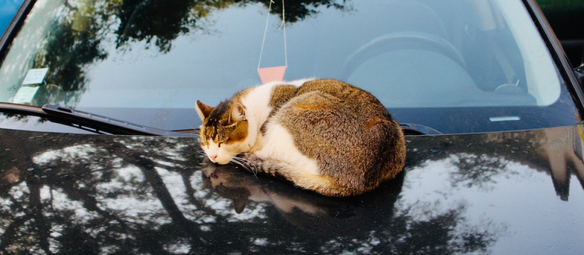 Los gatos acostumbran a dormir en las zonas calientes de los coches