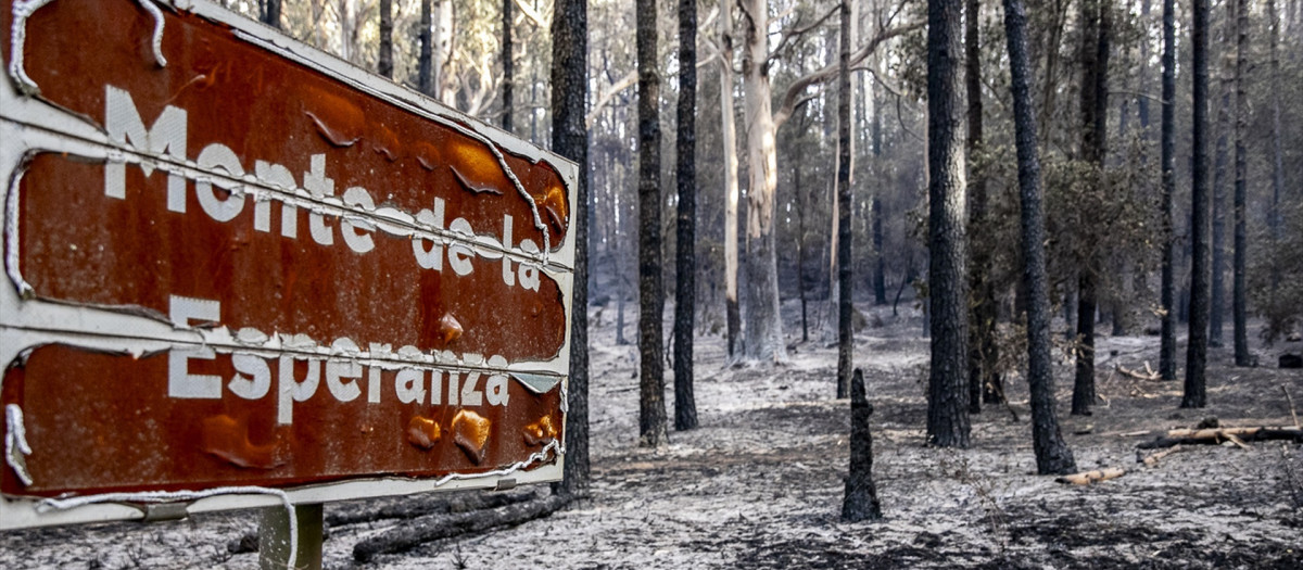 Árboles afectados por el fuego, en Las Lagunetas, Tenerife