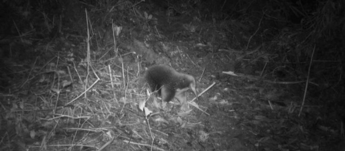 El equidna de pico largo de Attenborough, tras ser visto por primera vez en seis décadas