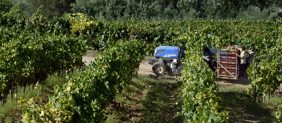 Viñedo en Pazo do Mar en El Olivar, Orense