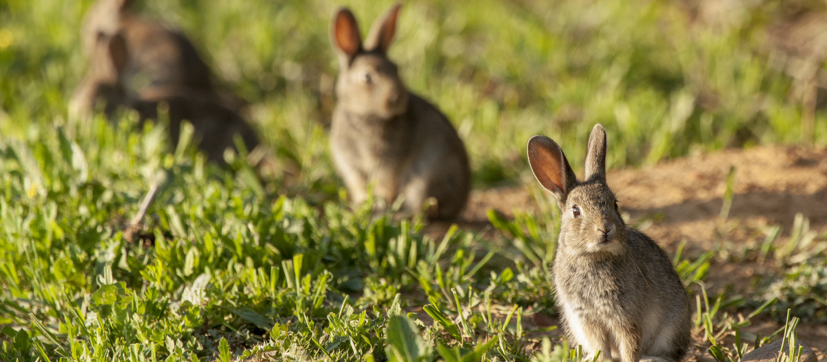 Un grupo de conejos en el campo