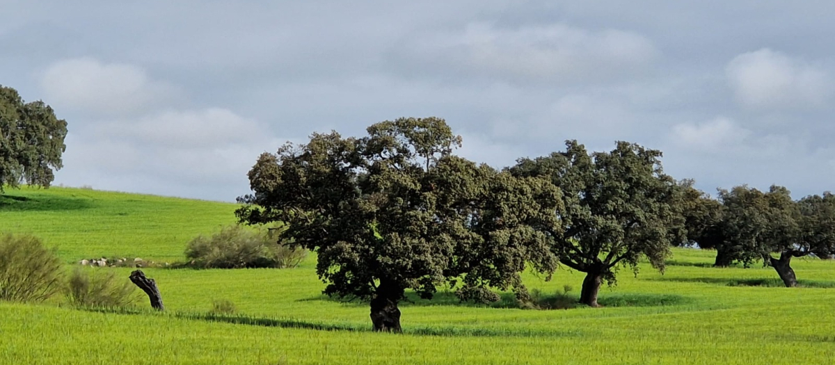 Dehesa del Valle de los Pedroches