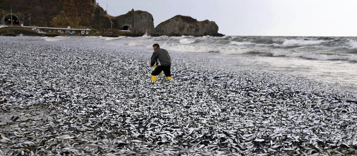 El cementerio de peces que ha aparecido en el puerto japonés de Toi