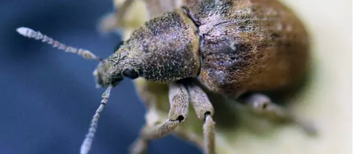 Escarabajo exótico e invasor 'Gonipterus platensis'