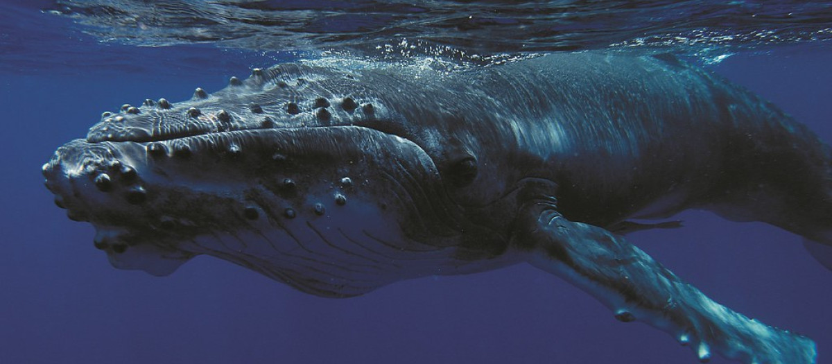 Una ballena jorobada