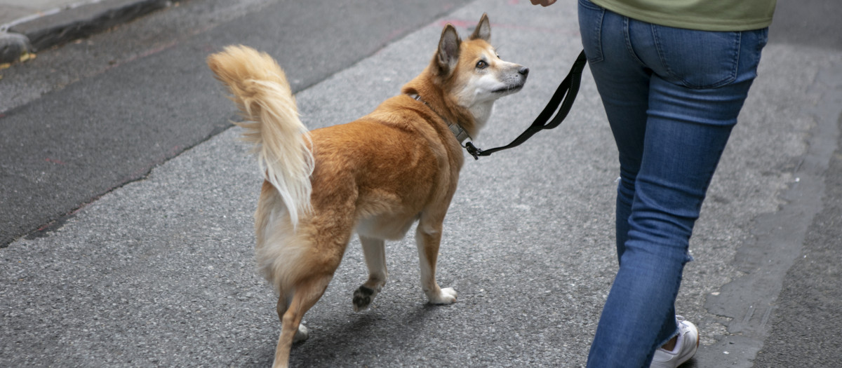 Una persona saca de paseo a su perro