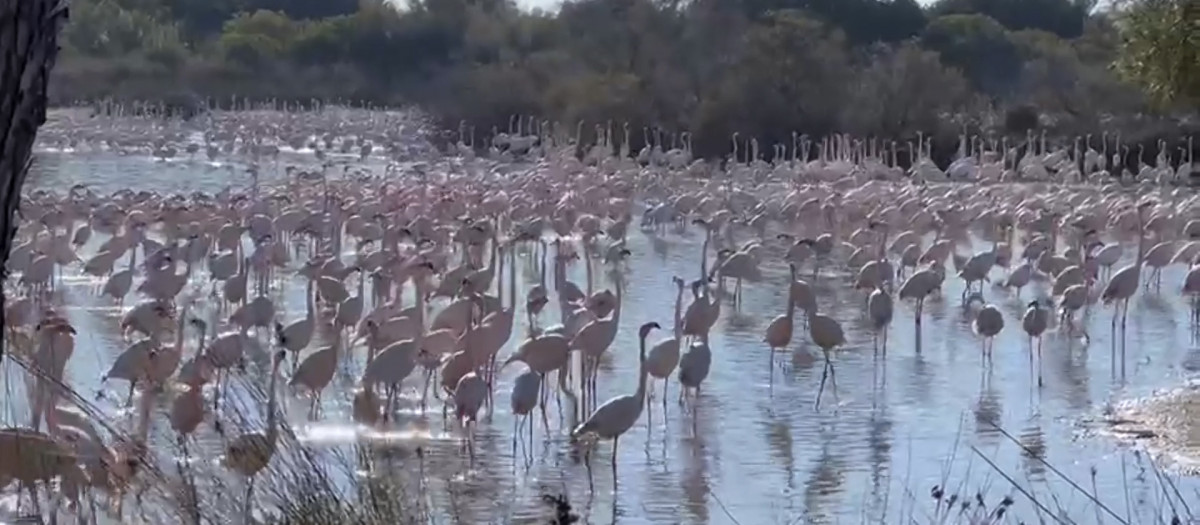 Flamencos en la Albufera, Valencia