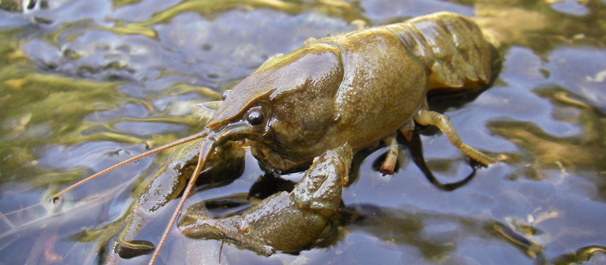 Un ejemplar de cangrejo de río ibérico en la Comunidad Valenciana