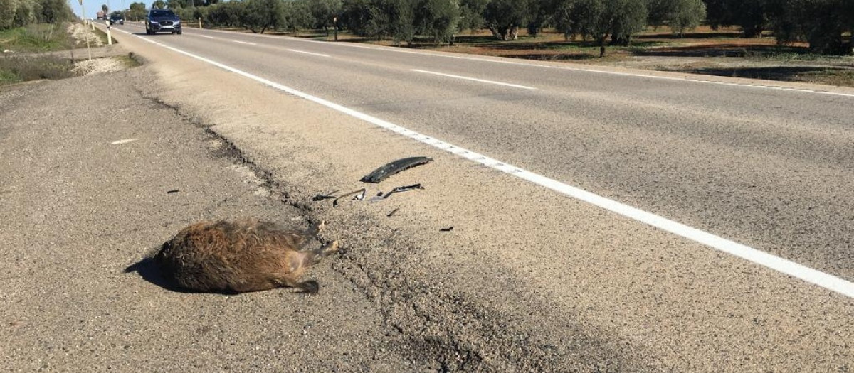 Jabalí atropellado en la A-304