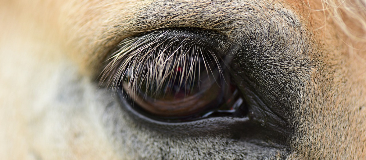 Ojo de caballo