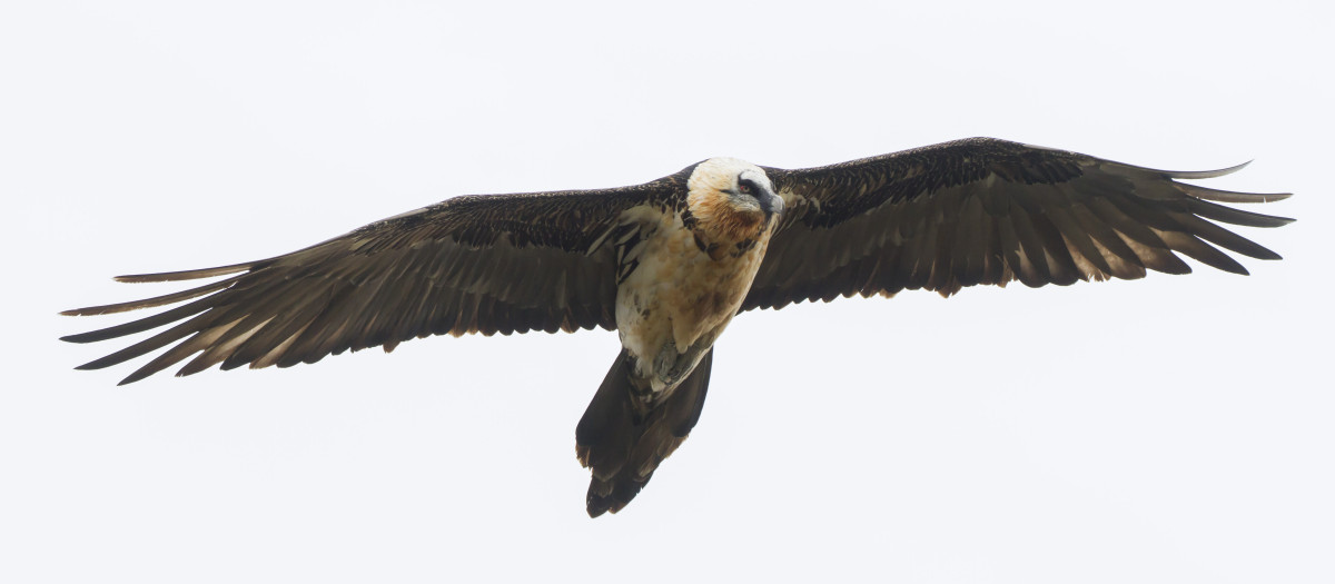 Un ejemplar de quebrantahuesos vuela en Castellón