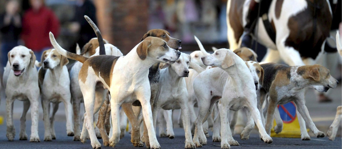 Perros de caza