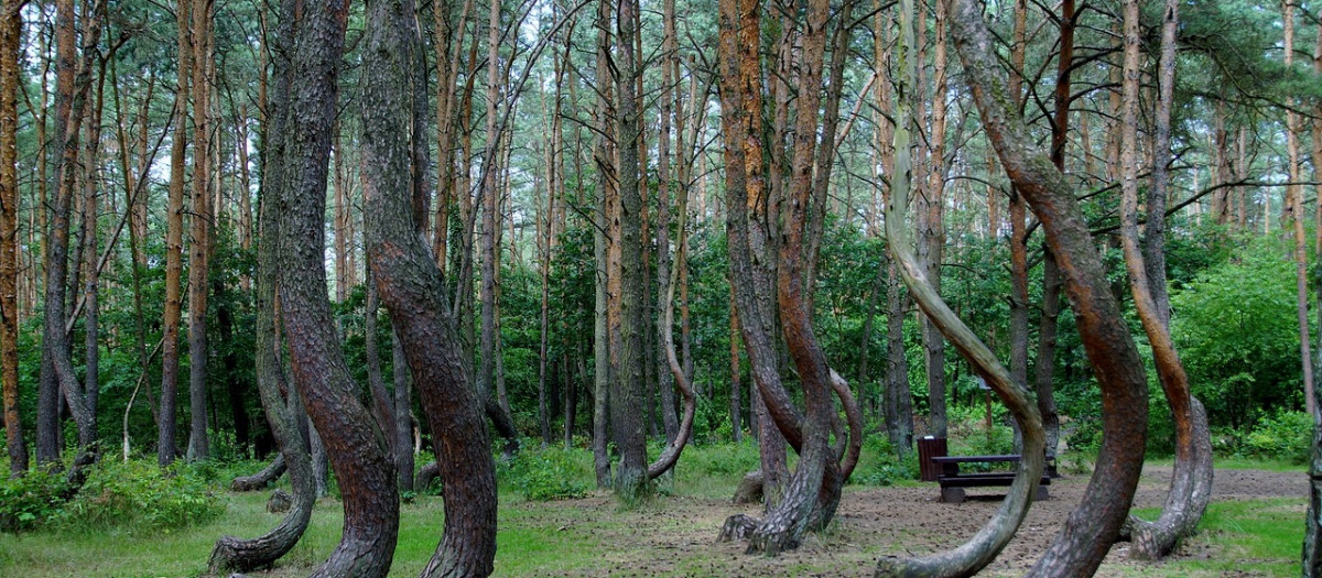 Bosque torcido
