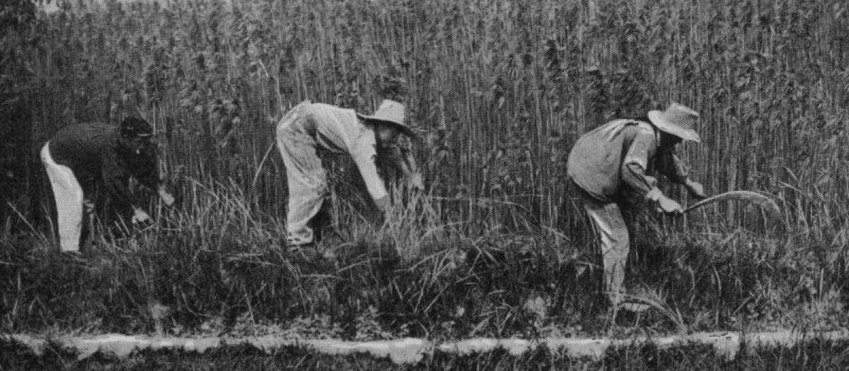 Hombres trabajando en el campo en el año 1894