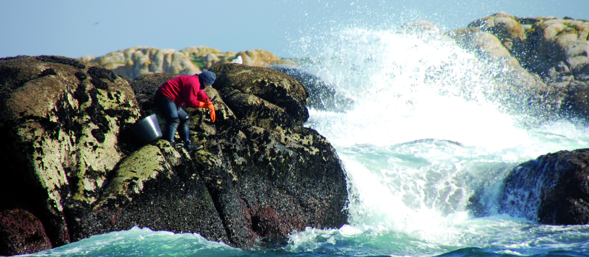 Un bateeiro extrayendo mejillón de las rocas