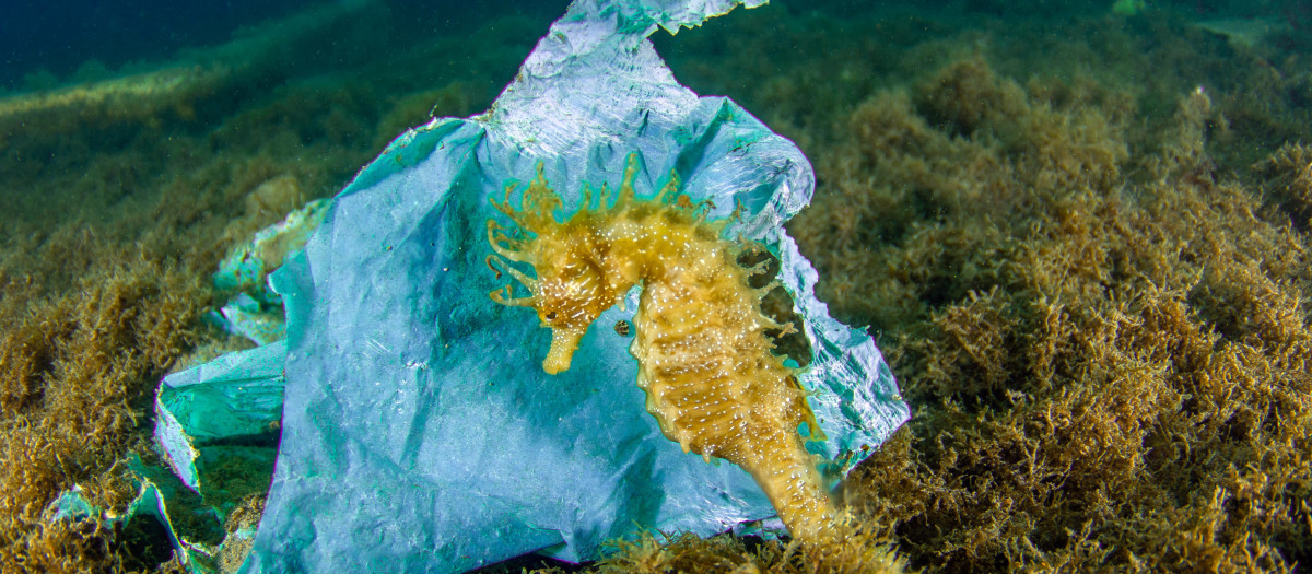 Un caballito de mar junto a una bolsa de plástico, una de tantas con las que conviven