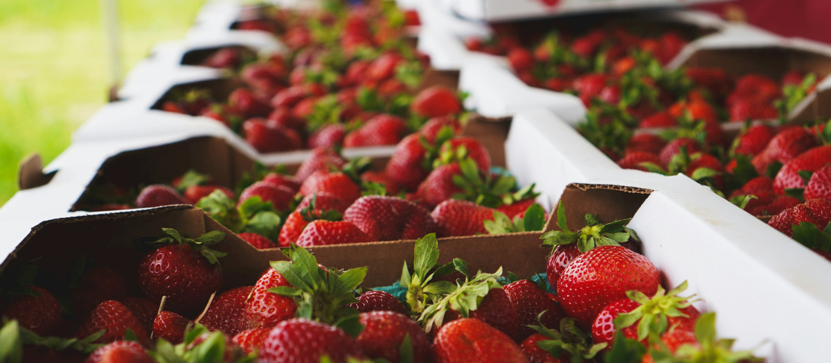 La fresa es una fruta que aporta valiosos minerales y vitaminas