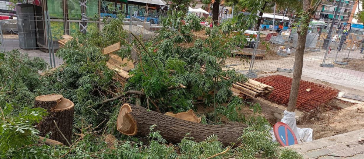 Árboles talados en Madrid