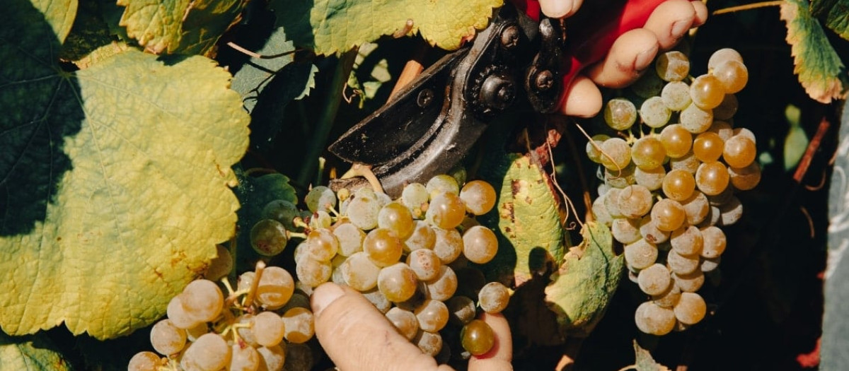 Vid gallega de la D.O Rías Baixas