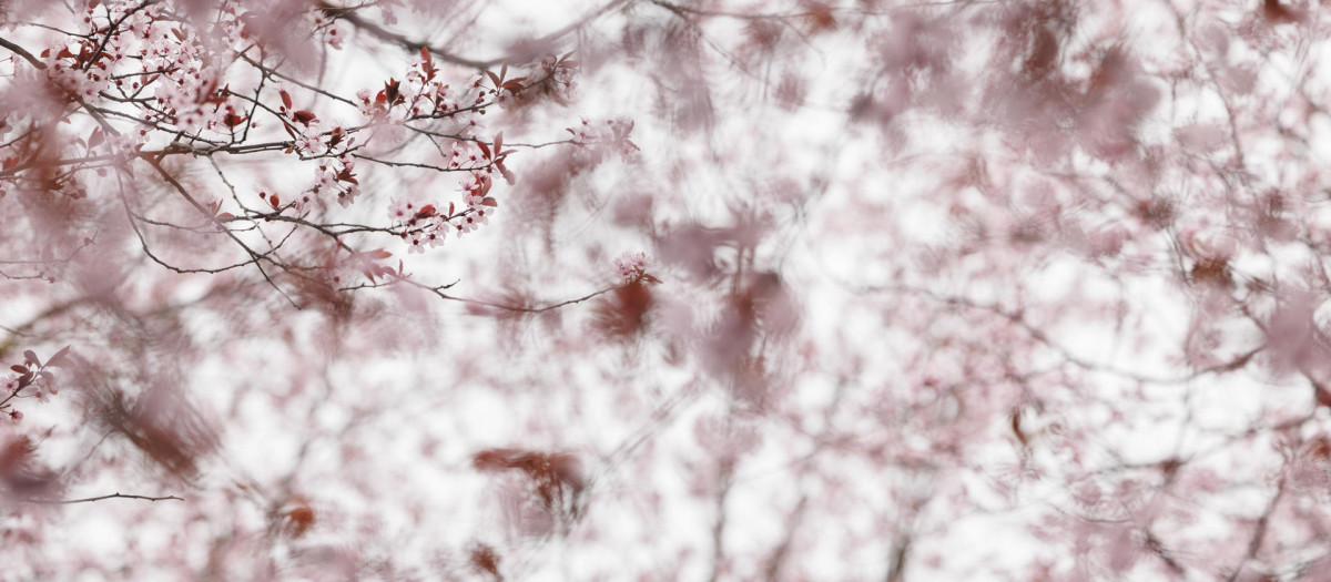 Comienza la primavera este miércoles 20 de marzo