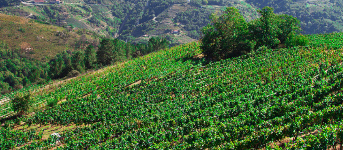 Viñedo en la Ribeira Sacra