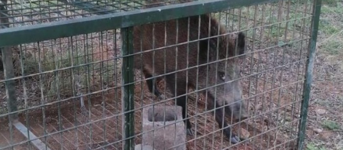 Un jabalí atrapado en una jaula