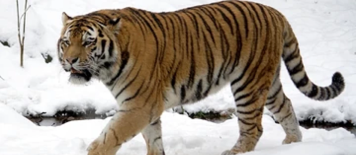 Tigre siberiano