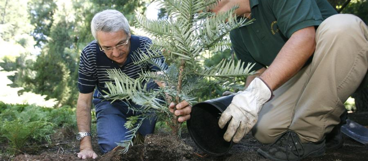 Marino Sánchez, jefe de arbolado del Real jardín Botánico (RJB) del CSIC